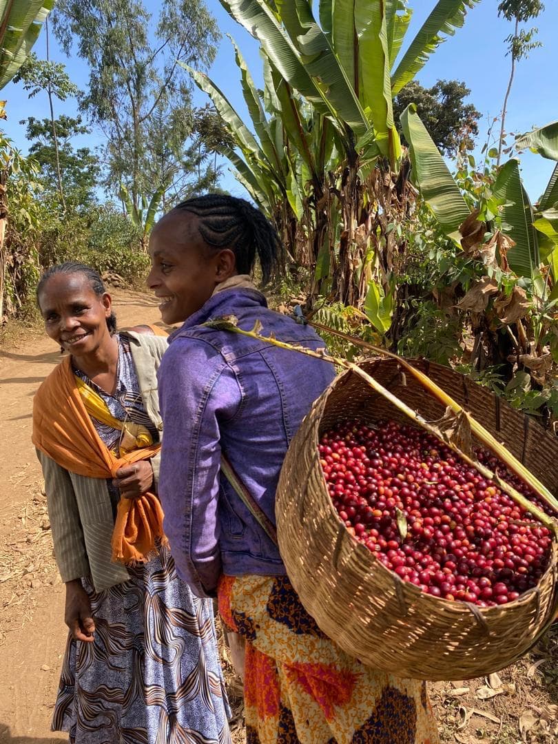 Coffee processing scene