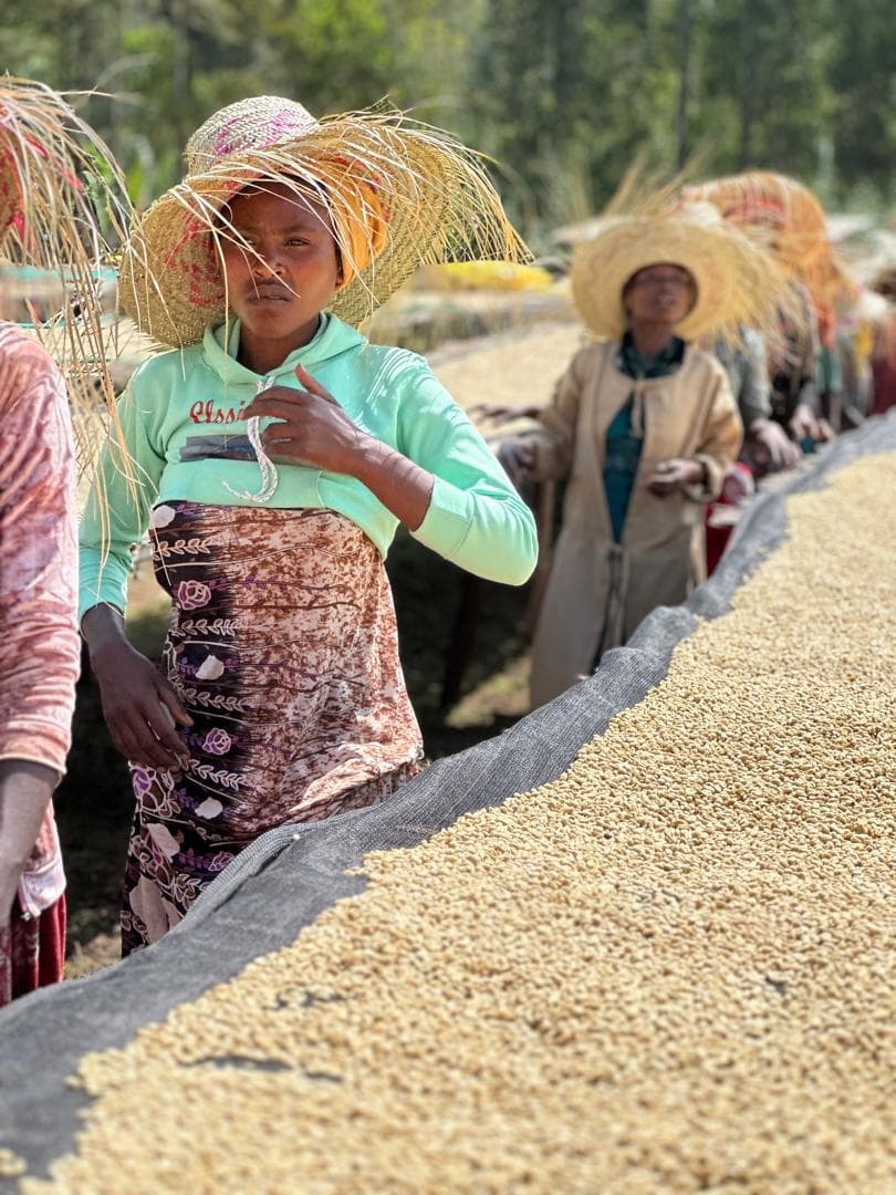 Coffee harvest scene